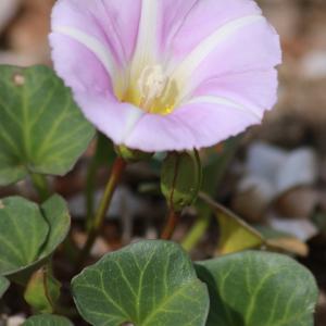 Photographie n°1119838 du taxon Convolvulus soldanella L. [1753]