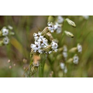 Silene nutans L. subsp. nutans var. nutans f. nutans 