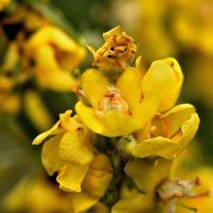 Photographie n°1120448 du taxon Verbascum thapsus L. [1753]