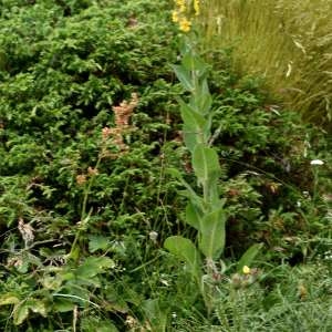 Photographie n°1120457 du taxon Verbascum thapsus L. [1753]