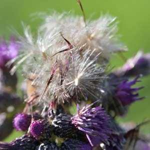 Photographie n°1120554 du taxon Cirsium palustre (L.) Scop. [1772]