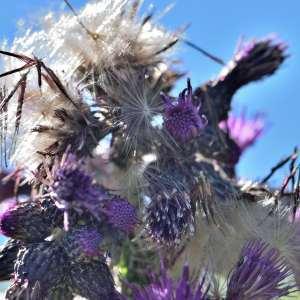 Photographie n°1120556 du taxon Cirsium palustre (L.) Scop. [1772]