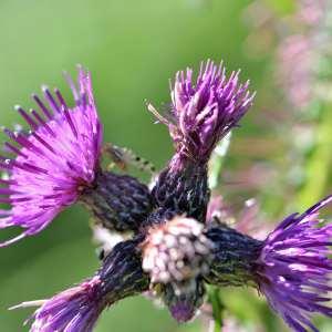 Photographie n°1120559 du taxon Cirsium palustre (L.) Scop. [1772]