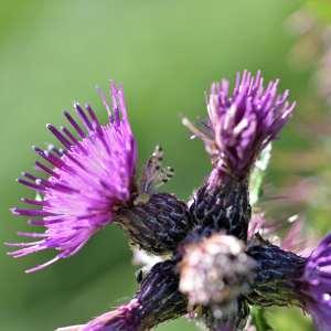 Photographie n°1120561 du taxon Cirsium palustre (L.) Scop. [1772]