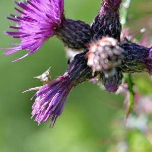 Photographie n°1120563 du taxon Cirsium palustre (L.) Scop. [1772]