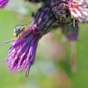 Photographie n°1120565 du taxon Cirsium palustre (L.) Scop. [1772]