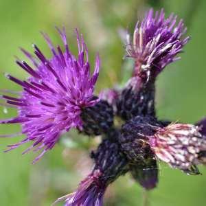 Photographie n°1120571 du taxon Cirsium palustre (L.) Scop. [1772]