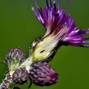 Photographie n°1120577 du taxon Cirsium palustre (L.) Scop. [1772]