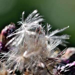 Photographie n°1120584 du taxon Cirsium palustre (L.) Scop. [1772]