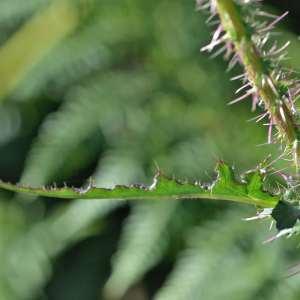 Photographie n°1120587 du taxon Cirsium palustre (L.) Scop. [1772]