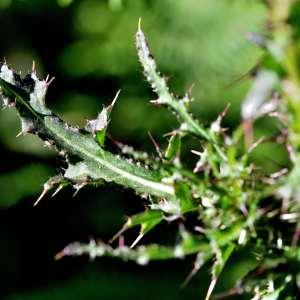 Photographie n°1120590 du taxon Cirsium palustre (L.) Scop. [1772]