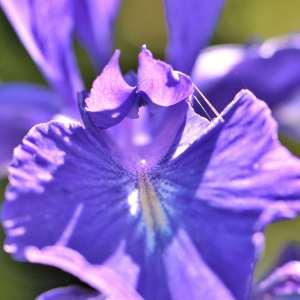 Photographie n°1120745 du taxon Iris L. [1753]