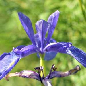 Photographie n°1120762 du taxon Iris L. [1753]