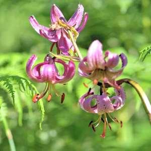 Photographie n°1120780 du taxon Lilium martagon L.