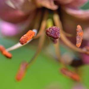 Photographie n°1120783 du taxon Lilium martagon L.