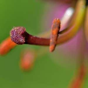 Photographie n°1120787 du taxon Lilium martagon L.