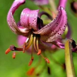 Photographie n°1120788 du taxon Lilium martagon L.