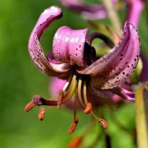 Photographie n°1120790 du taxon Lilium martagon L.