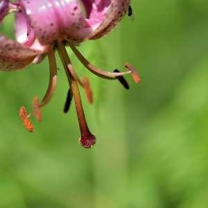 Photographie n°1120791 du taxon Lilium martagon L.