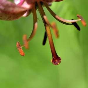 Photographie n°1120793 du taxon Lilium martagon L.