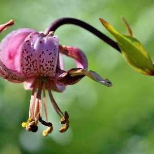 Photographie n°1120799 du taxon Lilium martagon L.