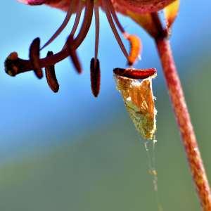 Photographie n°1120803 du taxon Lilium martagon L.