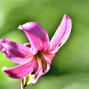 Photographie n°1120810 du taxon Lilium martagon L.