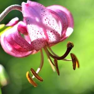 Photographie n°1120811 du taxon Lilium martagon L.