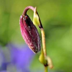 Photographie n°1120816 du taxon Lilium martagon L.