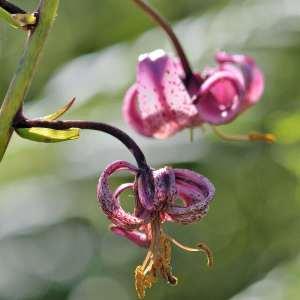 Photographie n°1120821 du taxon Lilium martagon L.