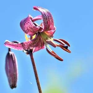 Photographie n°1120823 du taxon Lilium martagon L.