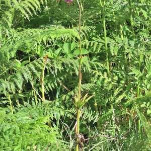 Photographie n°1120826 du taxon Lilium martagon L.