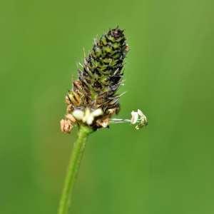 Photographie n°1120905 du taxon Plantago L. [1753]