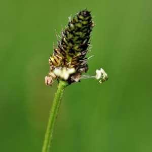 Photographie n°1120907 du taxon Plantago L. [1753]