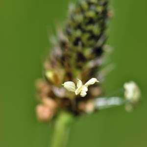 Photographie n°1120911 du taxon Plantago L. [1753]