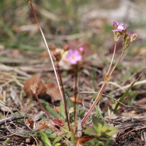 Photographie n°1121030 du taxon Androsace chaixii Gren. [1853]