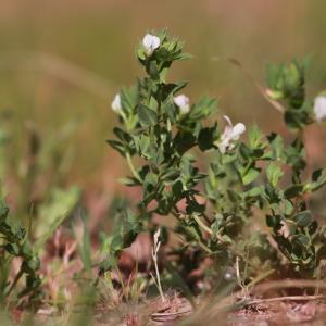 Photographie n°1121035 du taxon Lotus conimbricensis Brot. [1800]