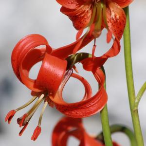 Photographie n°1121043 du taxon Lilium pomponium L.