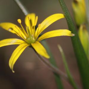 Photographie n°1121104 du taxon Gagea villosa (M.Bieb.) Sweet [1826]