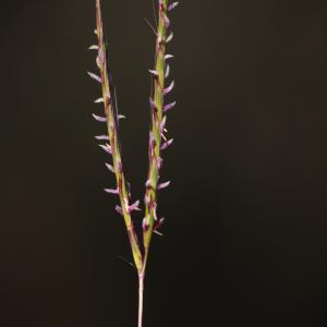 Photographie n°1121131 du taxon Andropogon distachyos L. [1753]