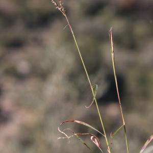 Photographie n°1121132 du taxon Andropogon distachyos L. [1753]