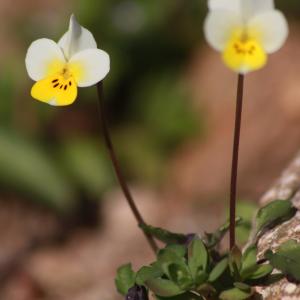 - Viola roccabrunensis Espeut [2004]