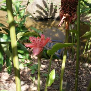 Photographie n°1121416 du taxon Etlingera elatior (Jack) R.M. Smith