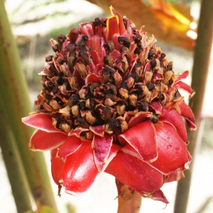 Photographie n°1121418 du taxon Etlingera elatior (Jack) R.M. Smith