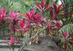 Liliane Roubaudi, le 25 février 2017 (Martinique (village))