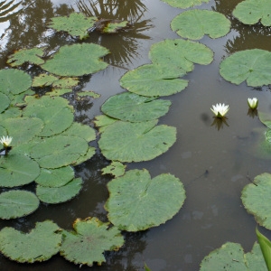 Photographie n°1121819 du taxon Nymphaea ampla (Salisb.) DC.