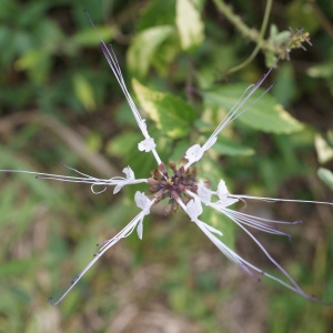 Photographie n°1121954 du taxon Orthosiphon aristatus (Blume) Miq.