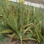  Liliane Roubaudi - Aloe vera (L.) Burm.f.