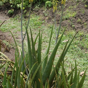 Photographie n°1121961 du taxon Aloe vera (L.) Burm.f.