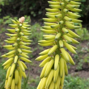 Aloe vulgaris Lam. (Aloé)